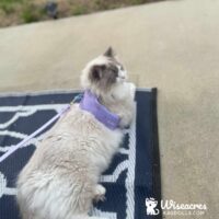 Blue Ragdoll Kitten in Benton, Arkansas