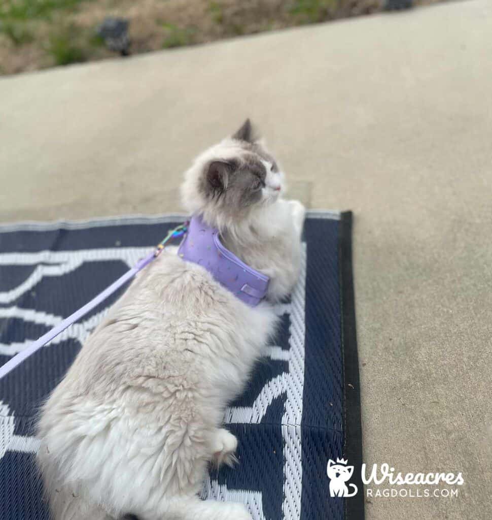 Blue Bicolor Ragdoll Kitten in Benton, Arkansas