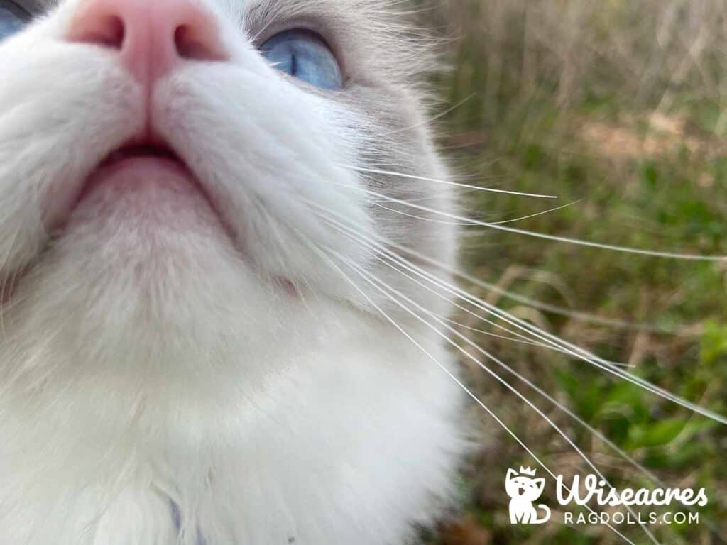Blue Bicolor Ragdoll Kitten in Benton, Arkansas