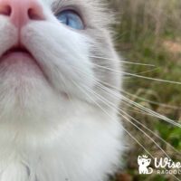 Blue Ragdoll Kitten in Benton, Arkansas