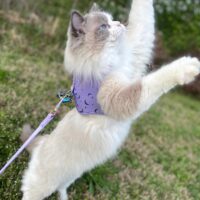 Blue Ragdoll Kitten in Benton, Arkansas