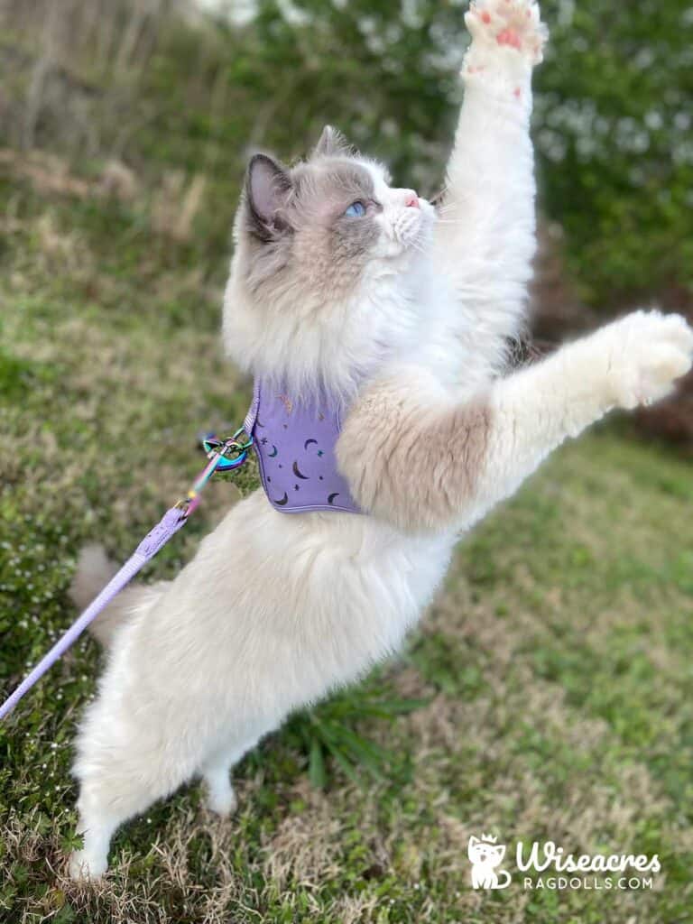 Blue Bicolor Ragdoll Kitten in Benton, Arkansas
