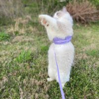 Blue Ragdoll Kitten in Benton, Arkansas