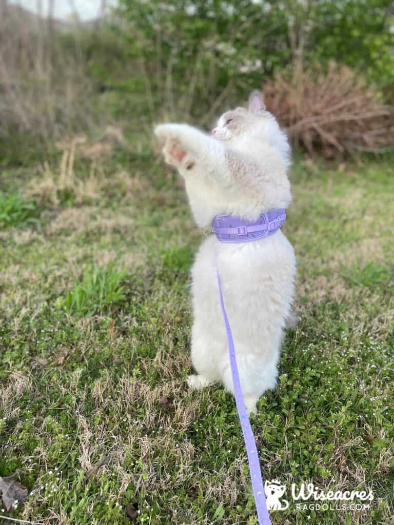 Blue Bicolor Ragdoll Kitten in Benton, Arkansas