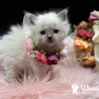 Blue Point Ragdoll Kitten For Sale