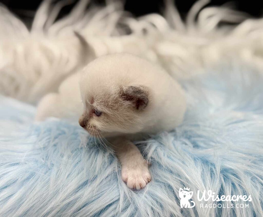 Blue Point Ragdoll Kitten For Sale
