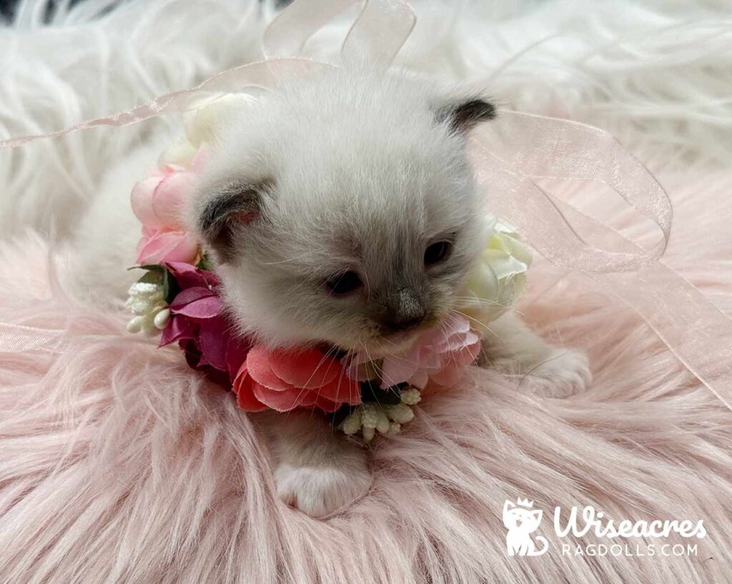 Seal Point Mitted Ragdoll Kitten For Sale
