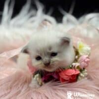 Blue Point Mitted Ragdoll Kitten For Sale
