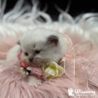 Blue Point Mitted Ragdoll Kitten For Sale