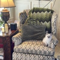 Blue Point Ragdoll Kitten in Fayetteville, Arkansas