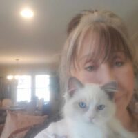 Seal Bicolor Ragdoll Kitten in Overland Park, Kansas