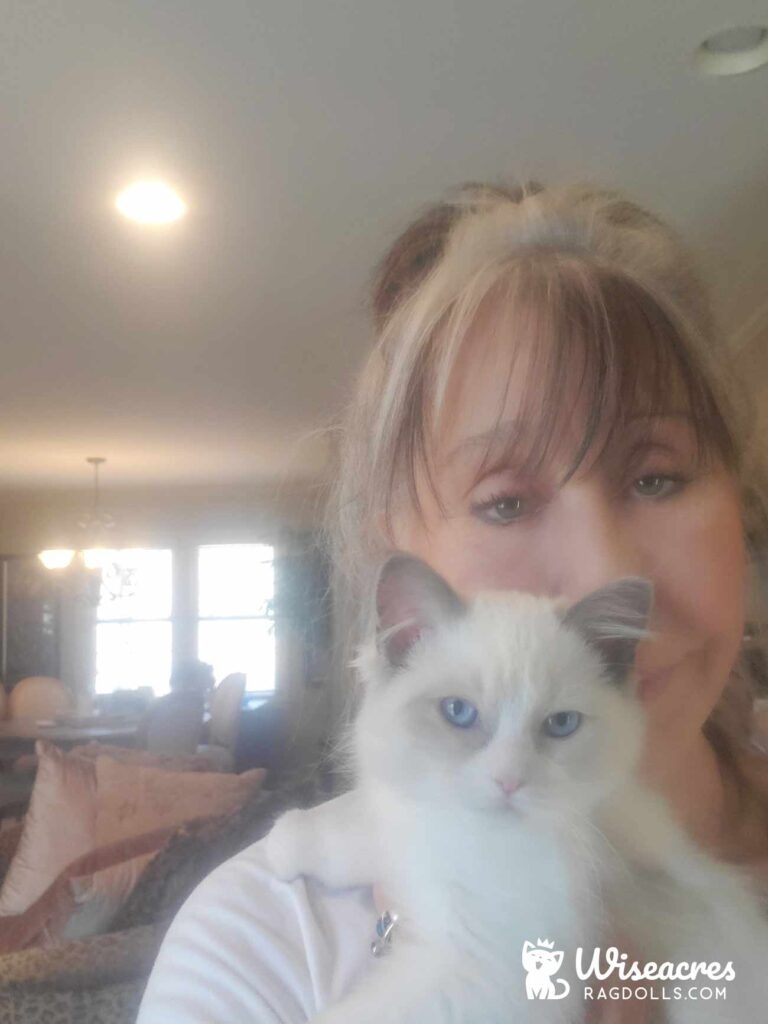 Seal Bicolor Ragdoll Kitten in Overland Park, Kansas