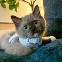 Mink Mitted Ragdoll Kitten in Los Angeles, California