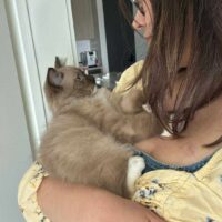 Mink Mitted Ragdoll Kitten in Los Angeles, California