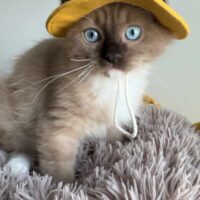Mink Mitted Ragdoll Kitten in Los Angeles, California