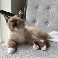 Wiseacres mink mitted Ragdoll kitten is a rising star!