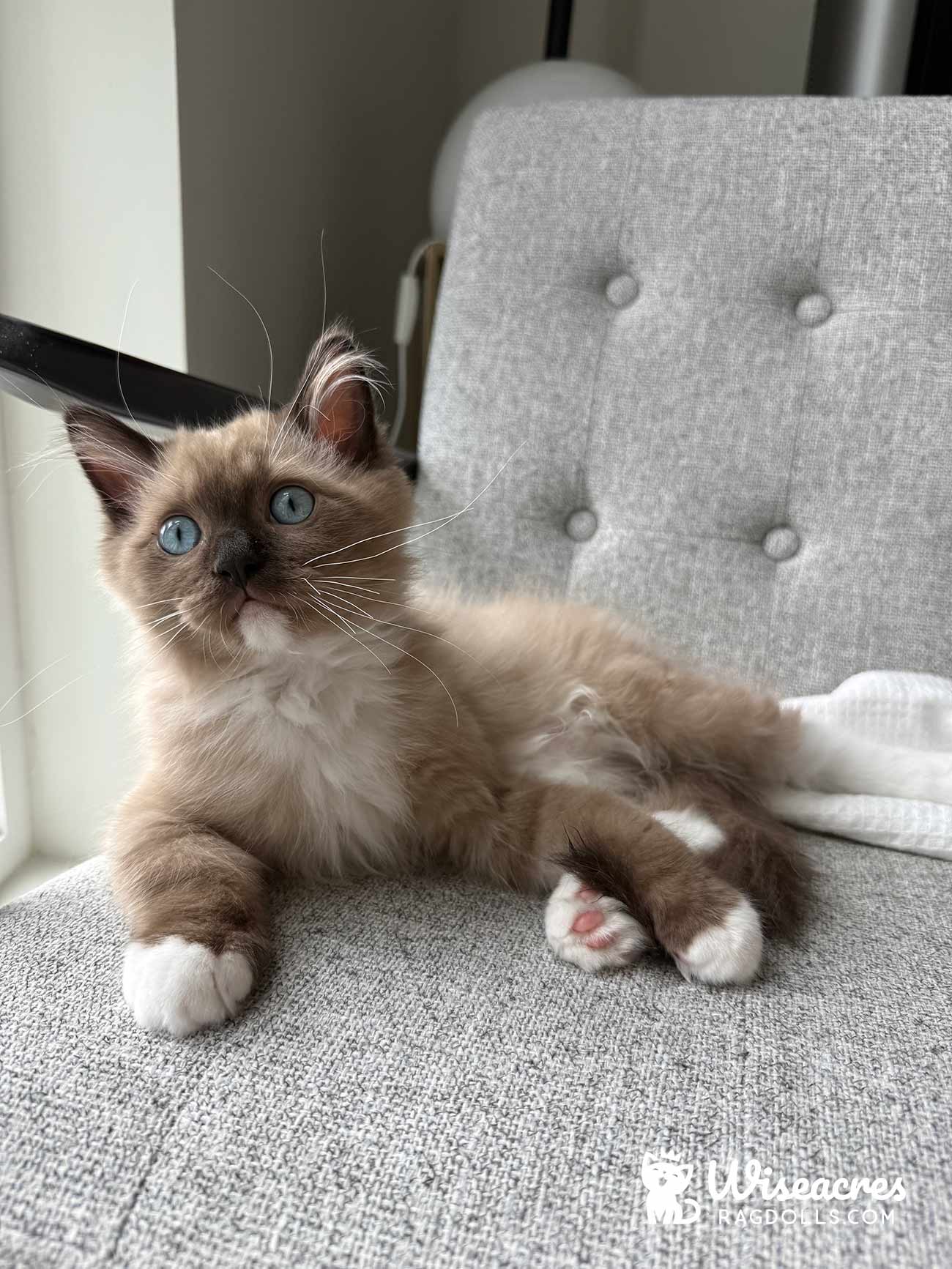 Mink Mitted Ragdoll Kitten in Los Angeles, California