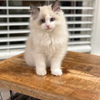 Seal Bicolor Ragdoll Kitten in Tahlequah, Oklahoma