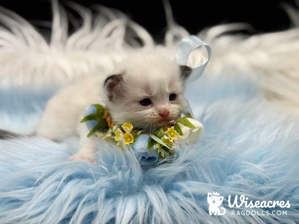 Seal Bicolor Mitted Ragdoll Kitten For Sale