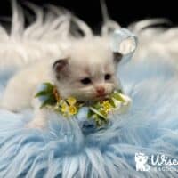 Seal Bicolor Mitted Ragdoll Kitten For Sale