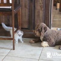 Blue Point Mitted Ragdoll Kitten In Brookland, Arkansas