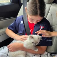 Blue Point Mitted Ragdoll Kitten In Brookland, Arkansas