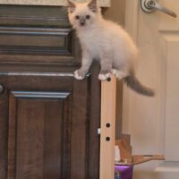 Blue Point Mitted Ragdoll Kitten In Brookland, Arkansas
