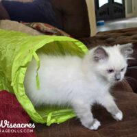 Blue Point Mitted Ragdoll Kitten In Brookland, Arkansas