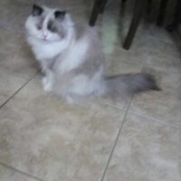 Seal Bicolor Ragdoll Kitten in Fort Smith, Florida
