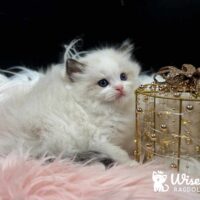 Seal Bicolor Ragdoll Kitten For Sale