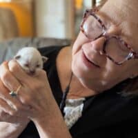 Blue Point Ragdoll Kitten in Fort Smith, Arkansas