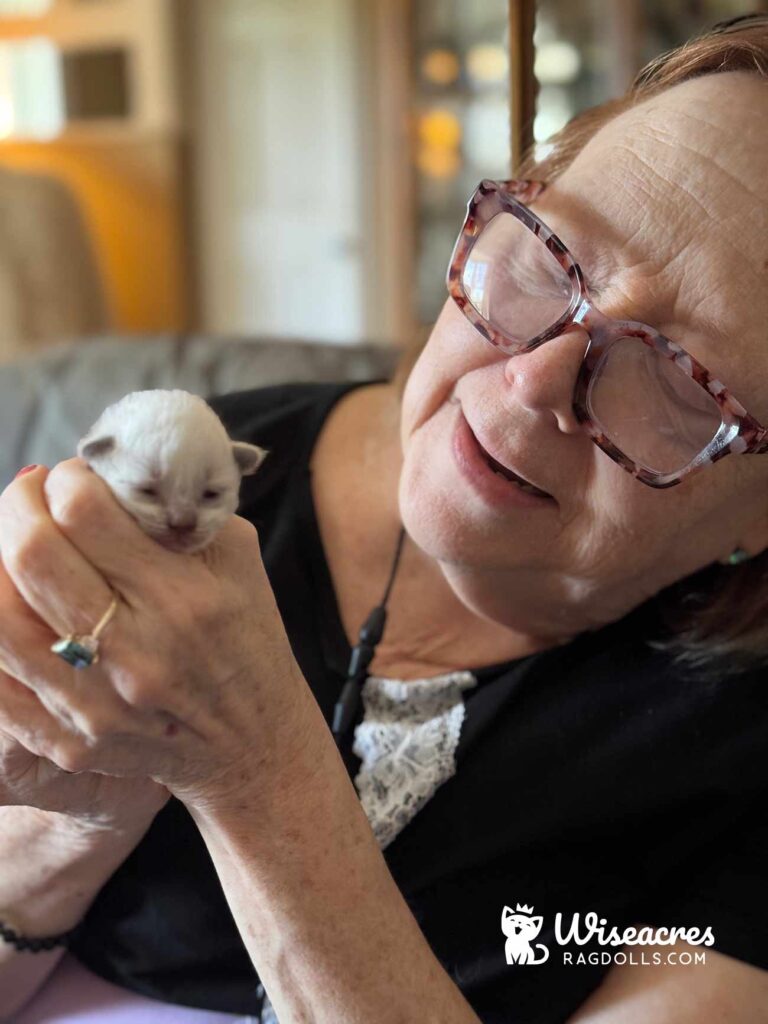 Blue Point Ragdoll Kitten in Fort Smith, Arkansas