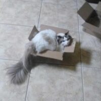 Seal Bicolor Ragdoll Kitten in Fort Smith, Florida