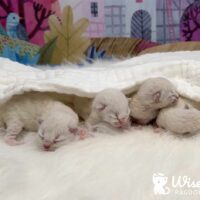 Ragdoll Kittens For Sale