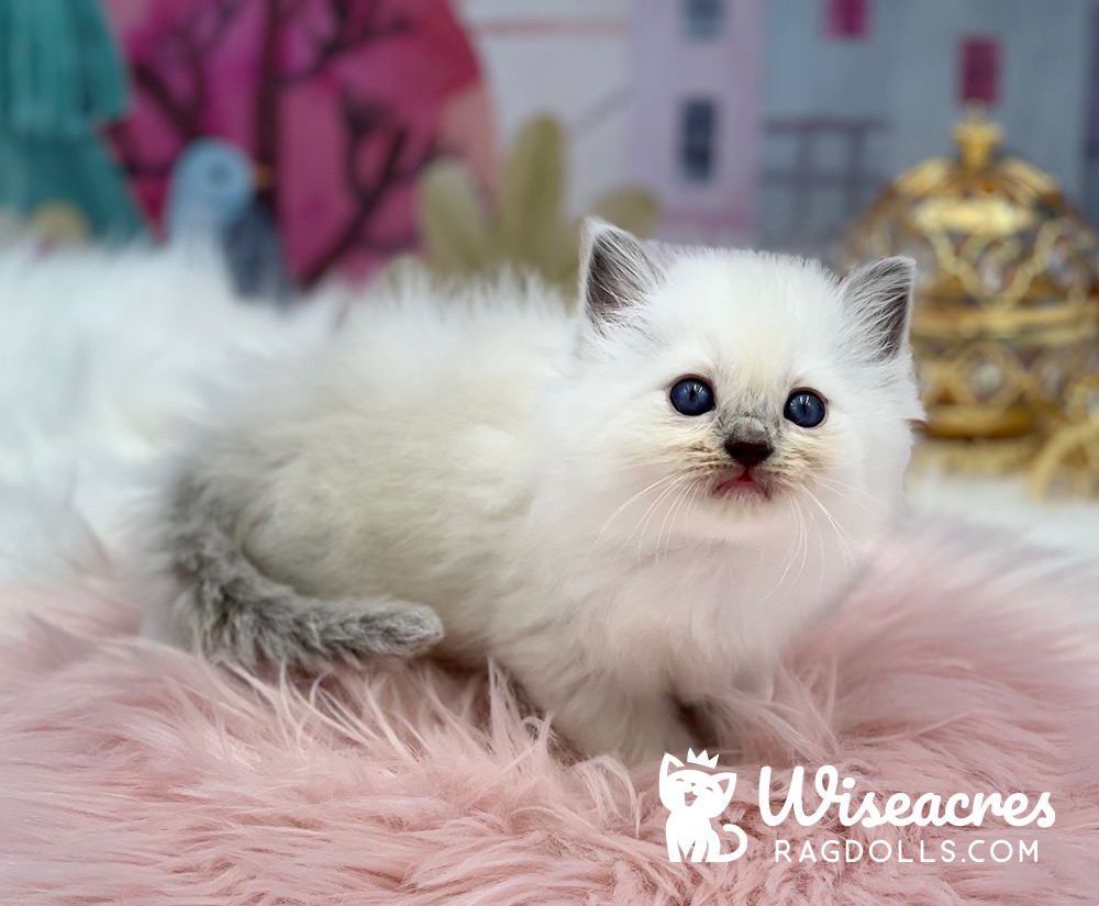Blue Point Ragdoll Kitten For Sale