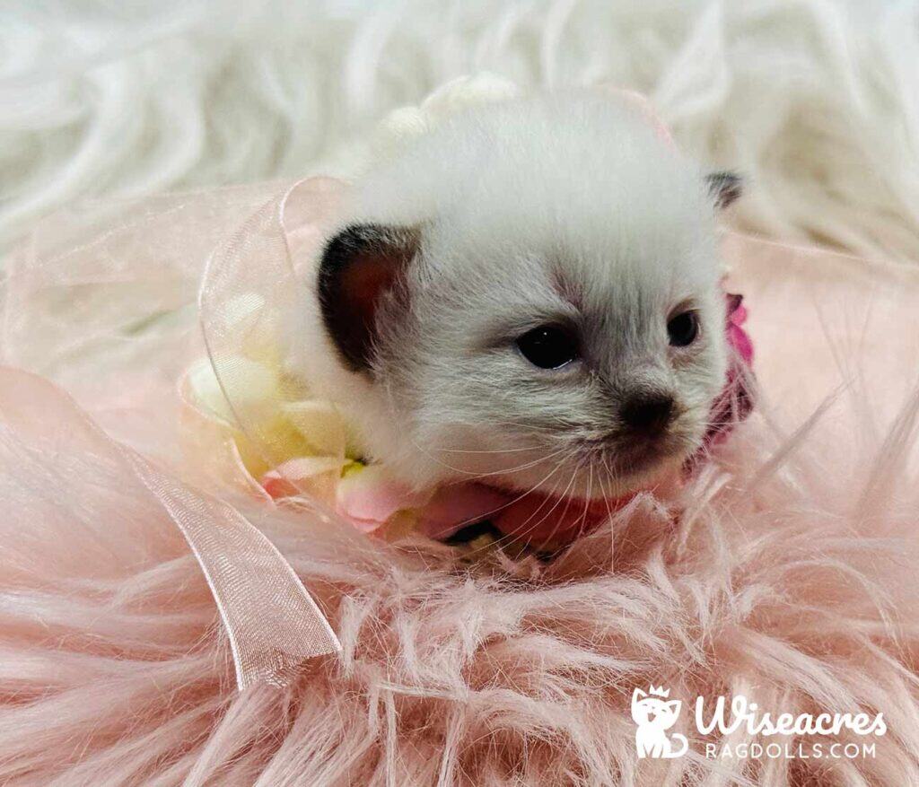 Seal Point Mitted Ragdoll Kitten For Sale