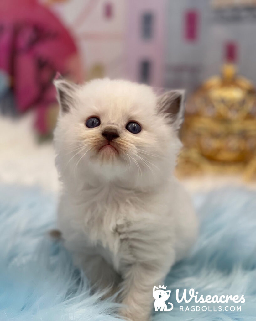 Blue Point Ragdoll Kitten For Sale