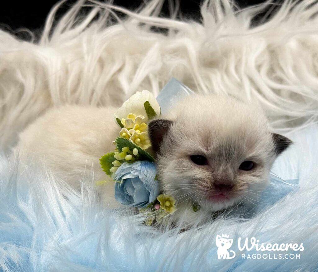Seal Mitted Male Ragdoll Kitten For Sale