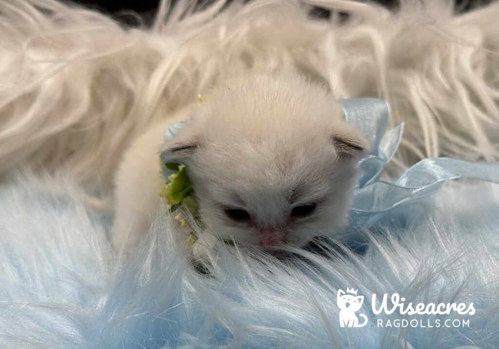 Seal Point Mitted Ragdoll Kitten For Sale