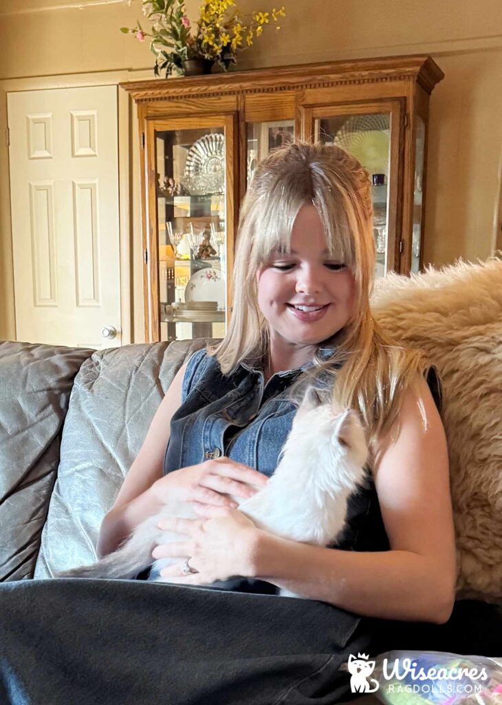 Seal Point Mitted Ragdoll Kitten in Centerton, Arkansas