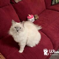 Blue Point Mitted Ragdoll Kitten in Fayetteville, Arkansas