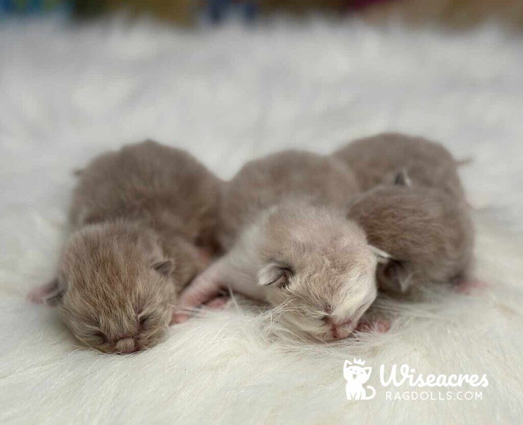 Solid Mink Mitted and Mink Bicolor Ragdoll Kittens for Sale