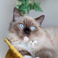 Mink Mitted Ragdoll Cat in Las Angeles, California