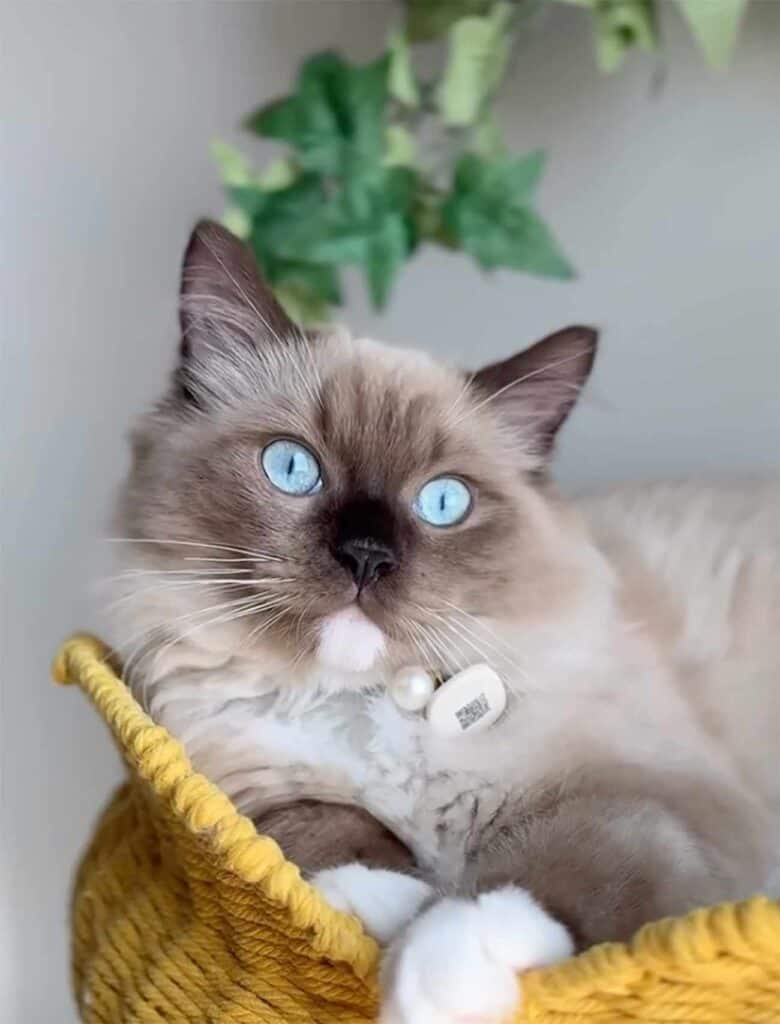Mink Mitted Ragdoll Cat in Las Angeles, California