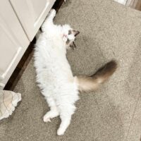 Seal Bicolor Ragdoll Kitten in Hot Springs, Arkansas