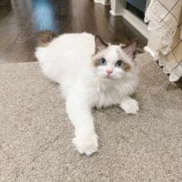 Seal Bicolor Ragdoll Kitten in Hot Springs, Arkansas