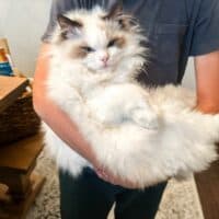Seal Bicolor Ragdoll Kitten in Hot Springs, Arkansas