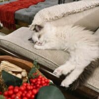 Seal Bicolor Ragdoll Kitten in Hot Springs, Arkansas