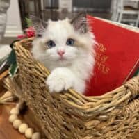 Adorable ragdoll kitten with blue eyes in wicker basket, breeder of quality ragdoll kittens for sale, premium purebred Ragdolls from Wiseacres Ragdolls.