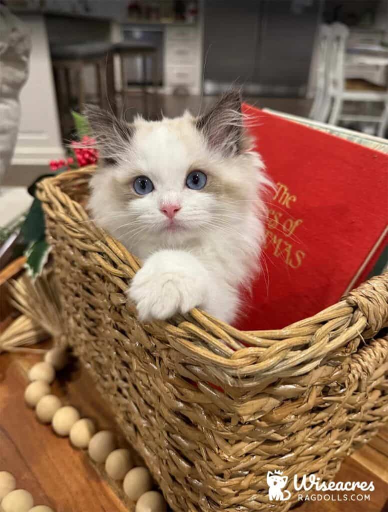 Adorable ragdoll kitten with blue eyes in wicker basket, breeder of quality ragdoll kittens for sale, premium purebred Ragdolls from Wiseacres Ragdolls.
